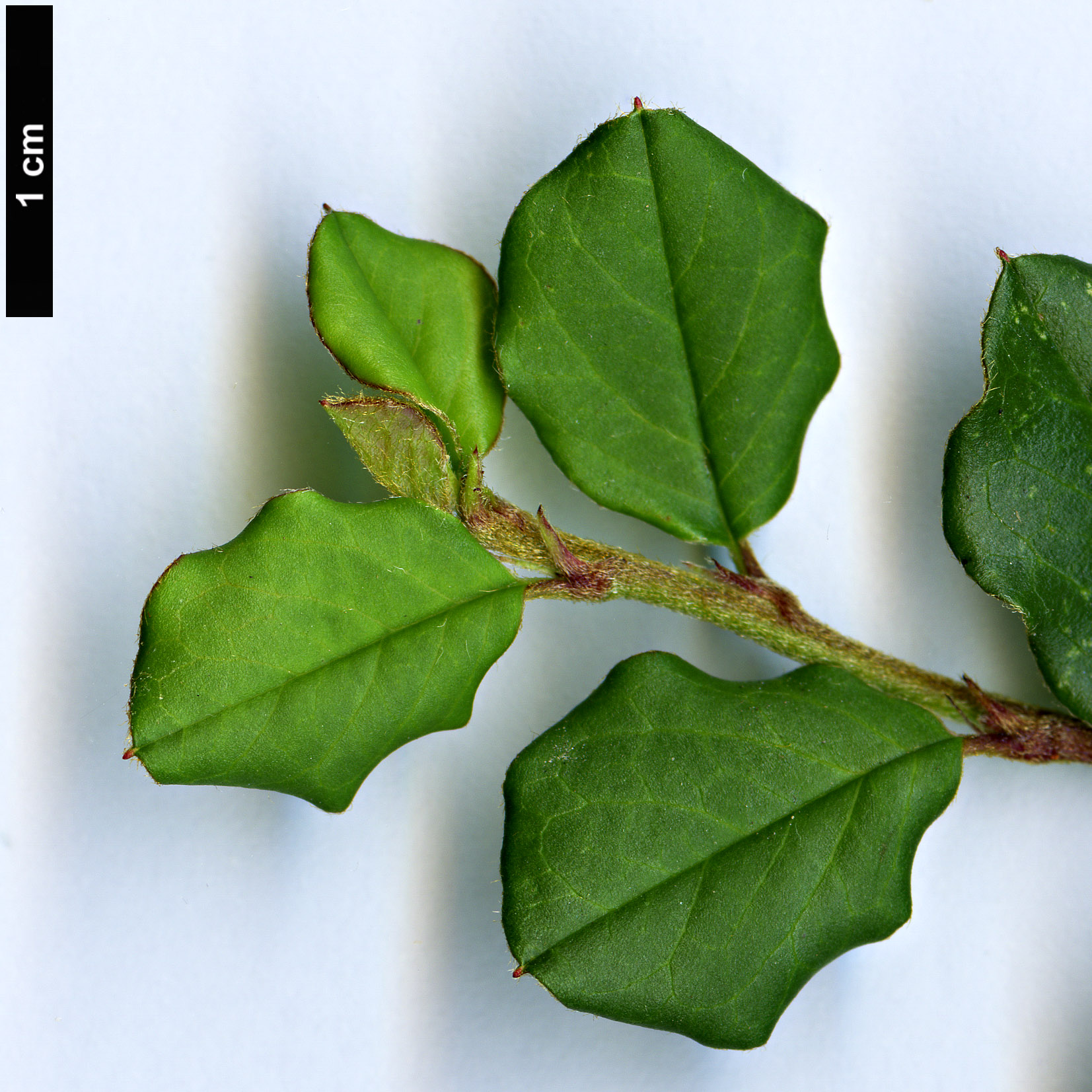 High resolution image: Family: Rosaceae - Genus: Cotoneaster - Taxon: nanshan